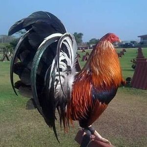 Meet your Posher, Dagoberto